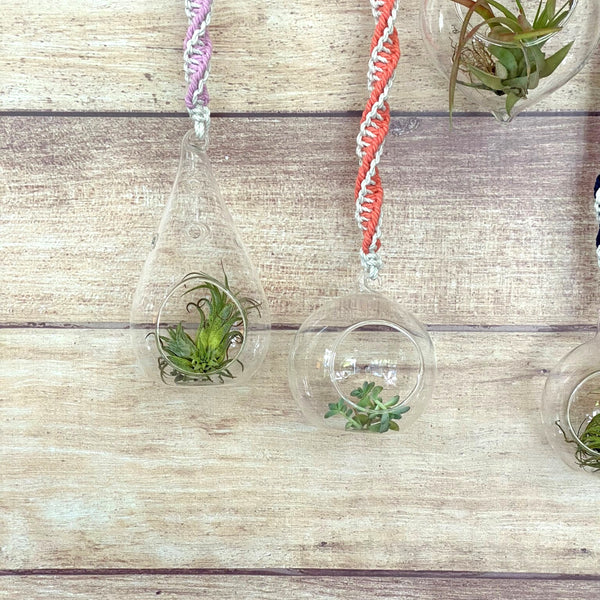 hanging terrarium globes double twist macrame rope