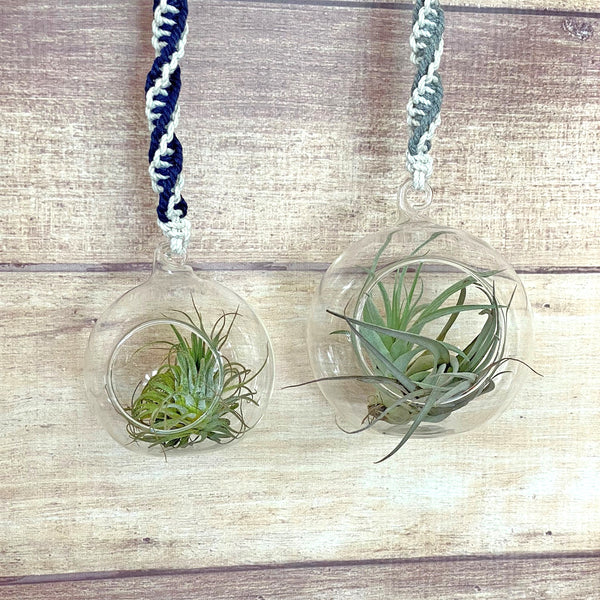 hanging terrarium globes double twist macrame rope