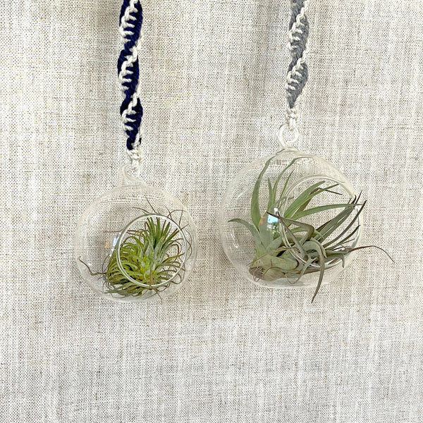 hanging terrarium globes double twist macrame rope